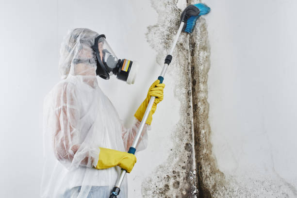 Best Mold Damage Repair  in West Park, NJ