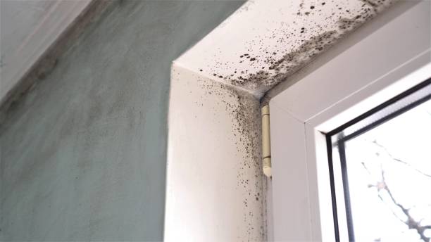 Best Black Mold Removal  in West Park, NJ