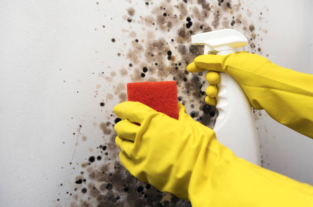 Best Mold Cleaning Services  in West Park, NJ