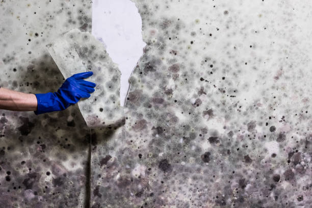 Best Local Mold Removal Service  in West Park, NJ