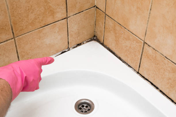 Best Fast Mold Removal  in West Park, NJ