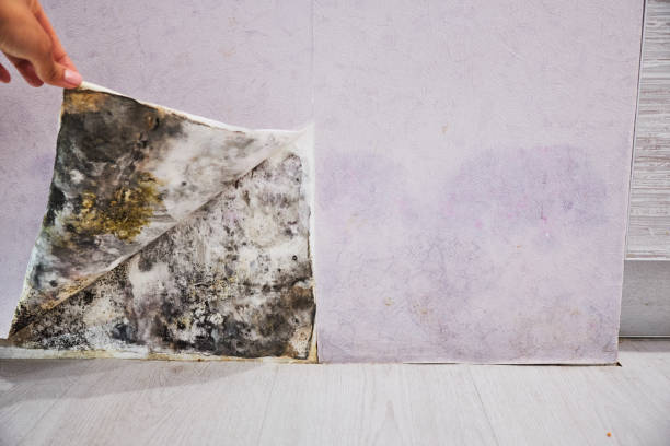 Best Affordable Mold Removal  in West Park, NJ